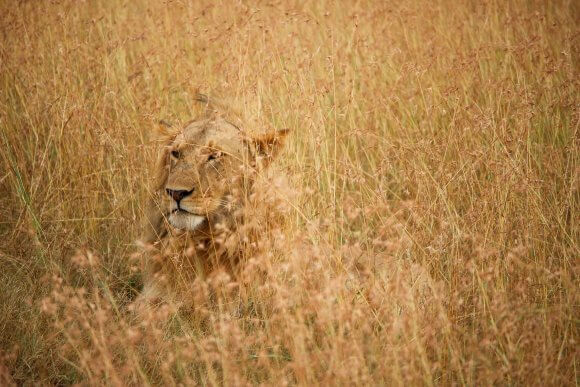 Lion hidden in brown grass